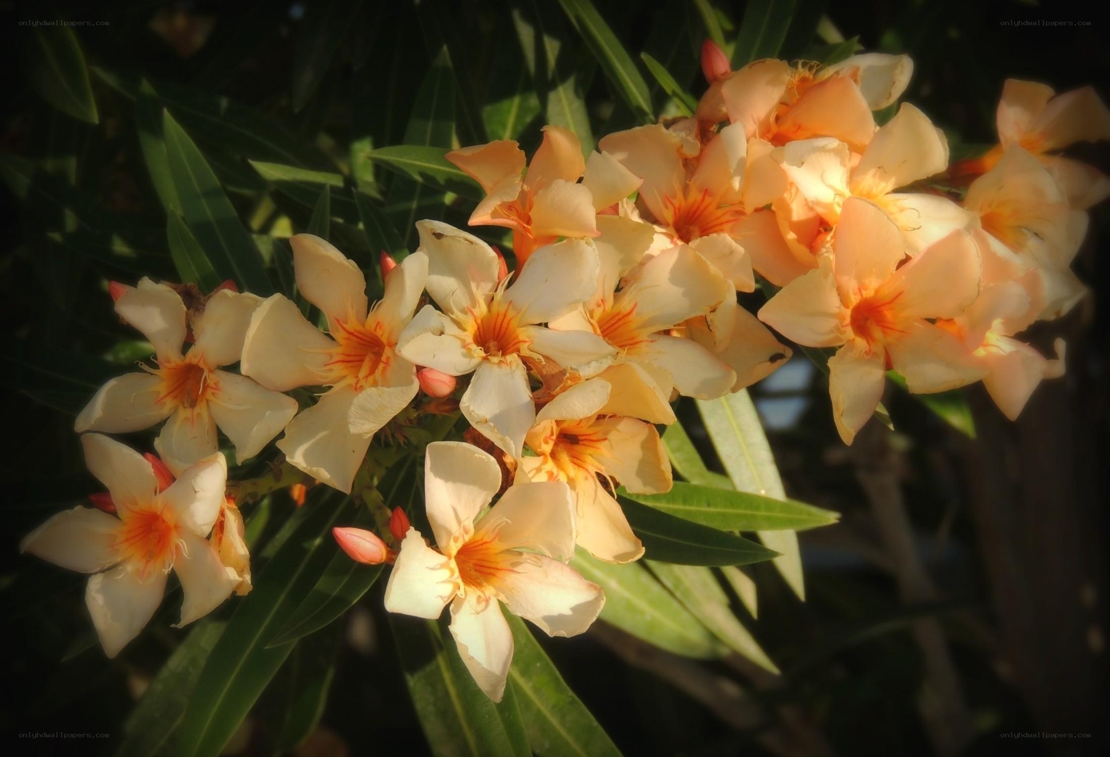 Orange Oleander Flowers in Sunlight