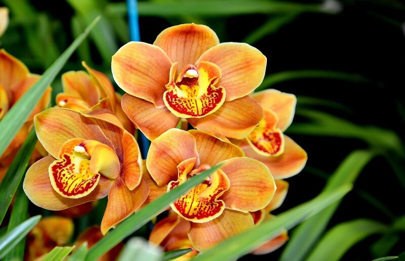 Orange orchid blooms