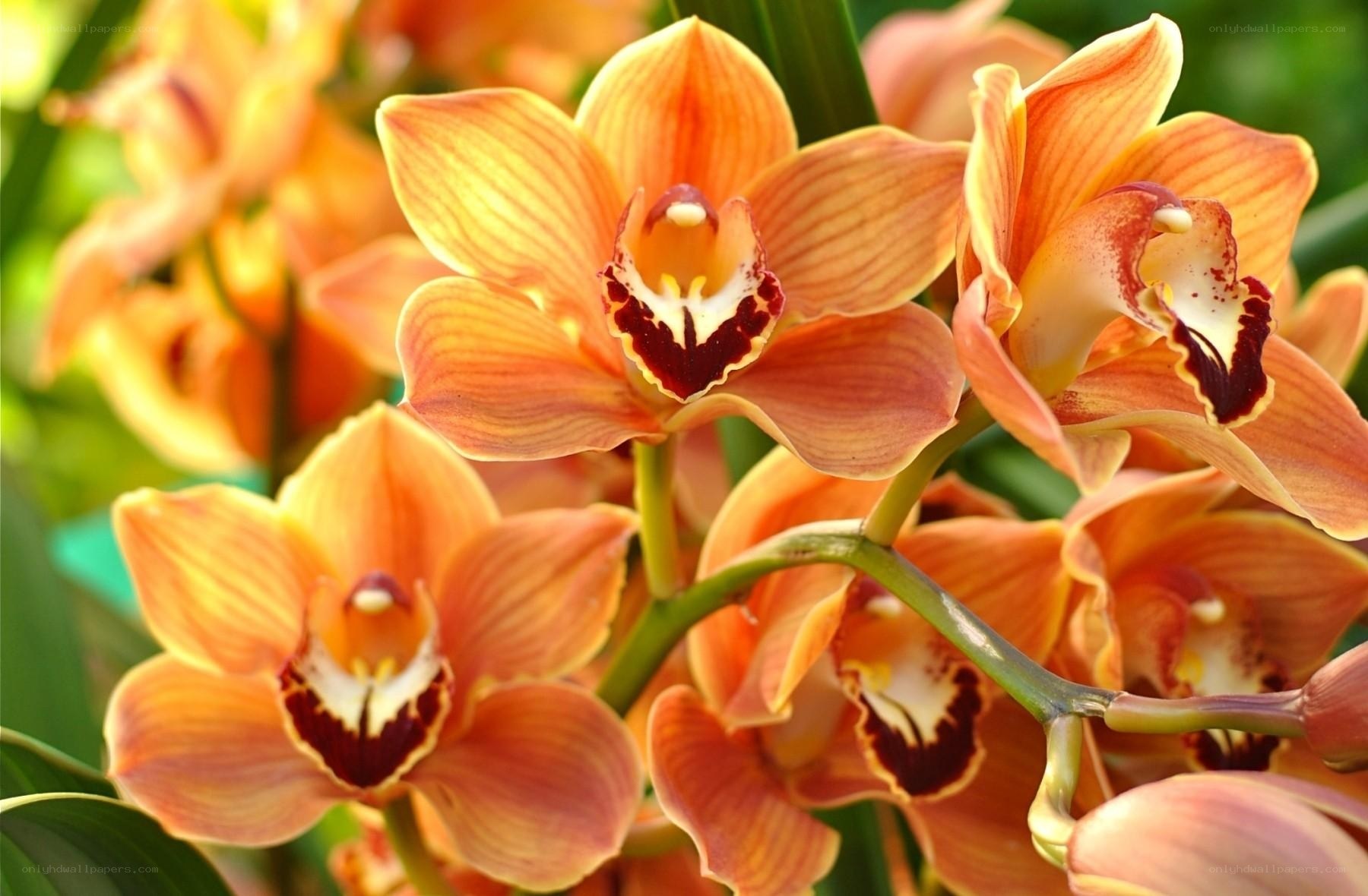 Orange orchid blooms in sunlight