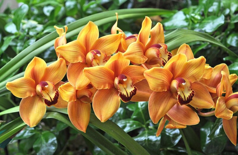 Orange orchid blooms