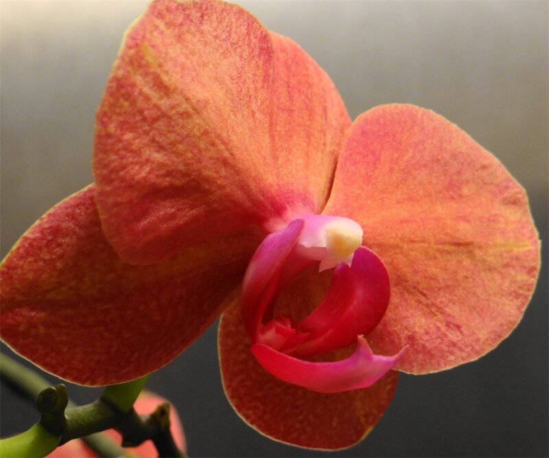 Orange Orchid Flower