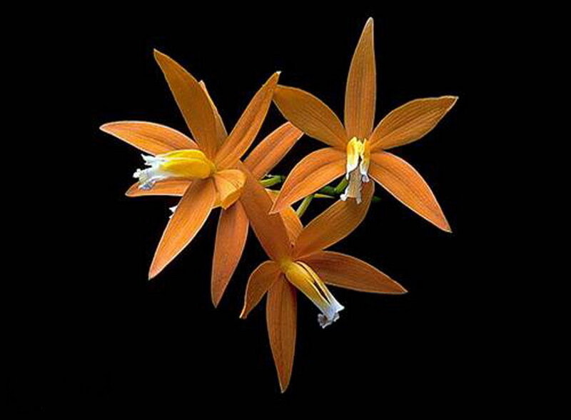 orange orchid flowers