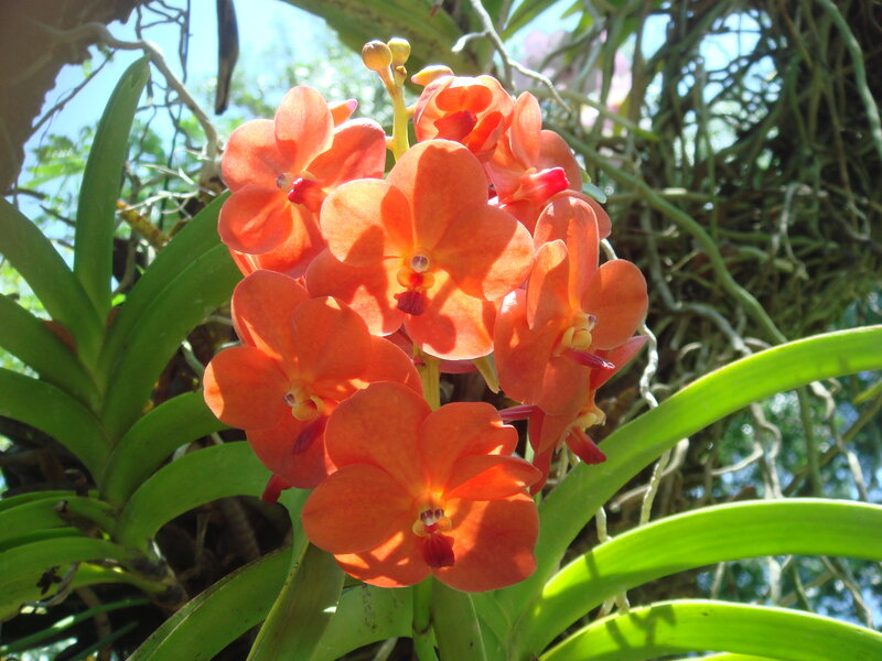 Orange Orchid Flowers — Bright