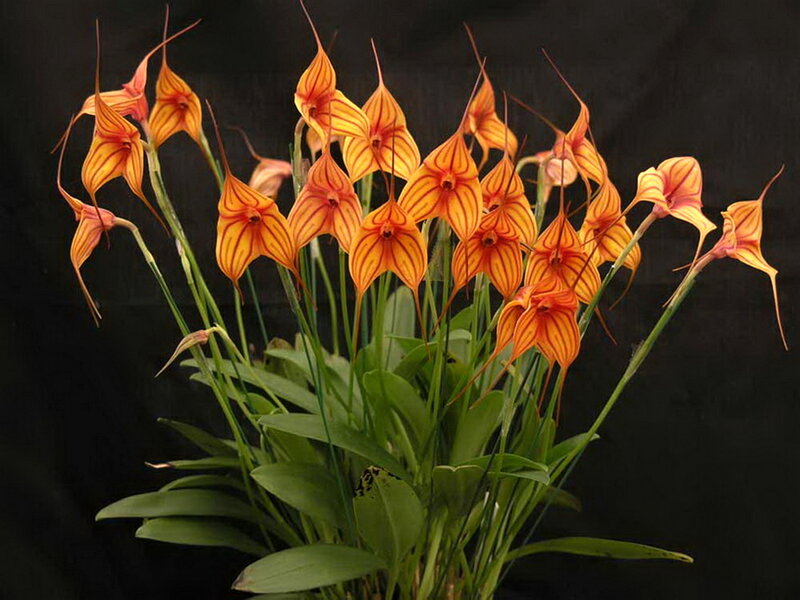 Orange Orchid Flowers — Dramatic, Photograph, Green Leaves