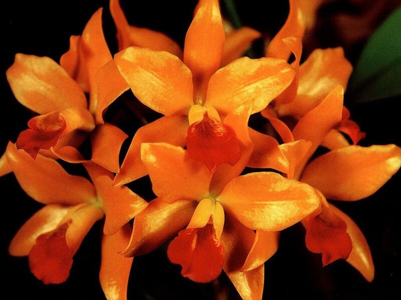 Orange Orchid Flowers — Dramatic, Photograph