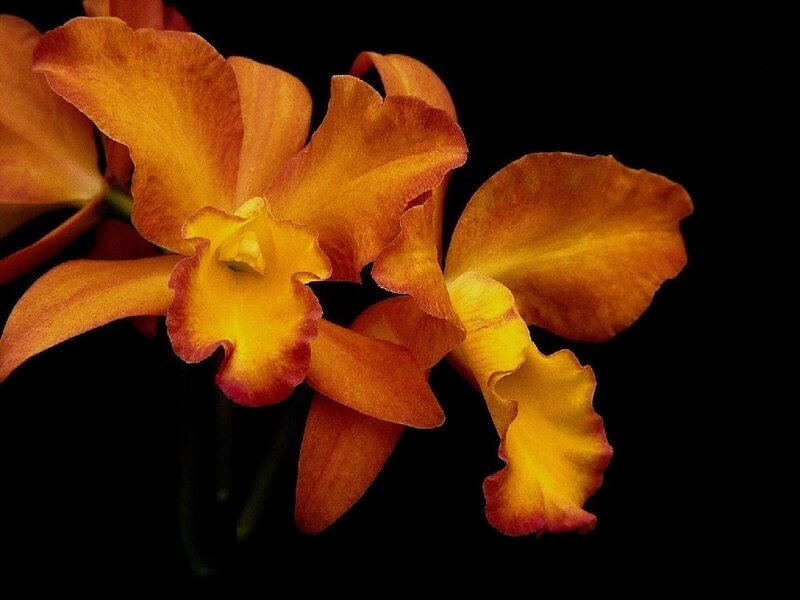 Orange Orchid Flowers — Dramatic
