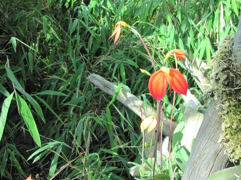 Orange Orchid Flowers — Green, Natural