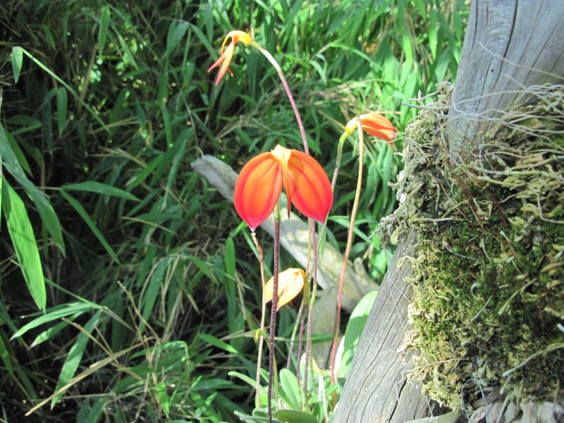 Orange Orchid Flowers — Green