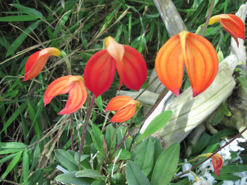 Orange Orchid Flowers — Natural, Afternoon