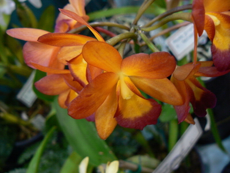 Orange Orchid Flowers — Natural, Photograph