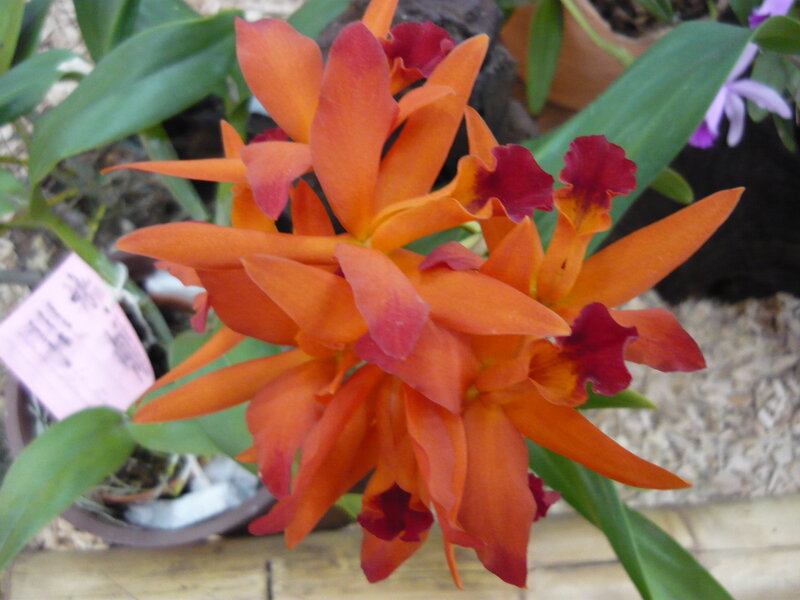 Orange Orchid Flowers — Natural