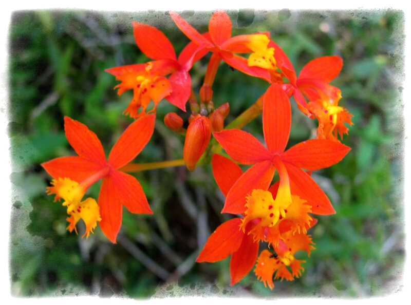 Orange Orchid Flowers — Red