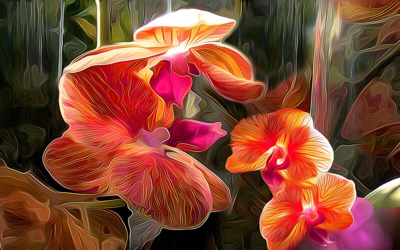 Orange Orchid Flowers — Red, Vibrant