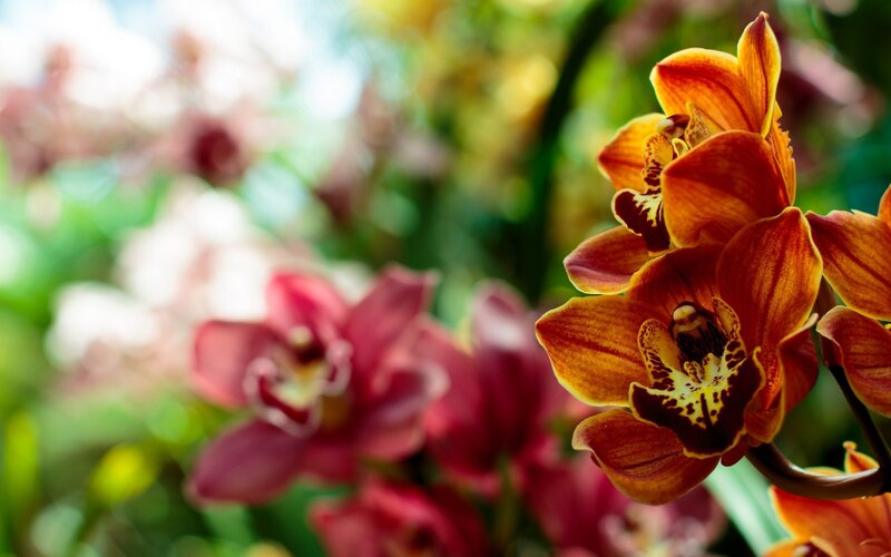 Orange Orchid Flowers — Serene, Afternoon, Photograph, Greenery
