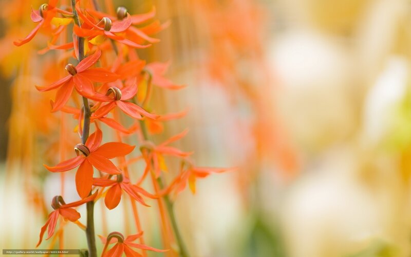 Orange Orchid Flowers — Serene, Afternoon, Photograph, Stem, Blurry Background