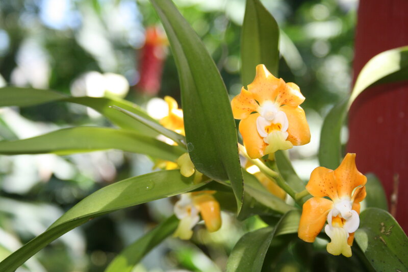 Orange Orchid Flowers — Serene, Afternoon