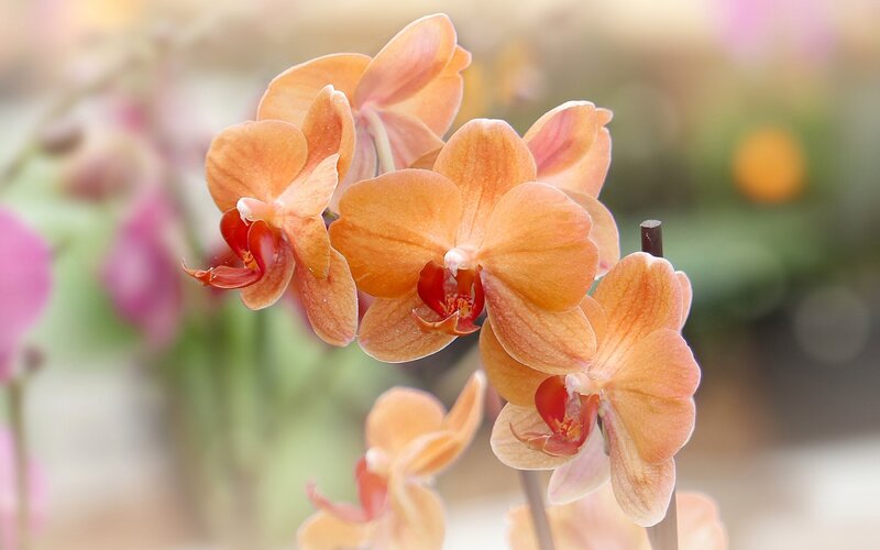 Orange Orchid Flowers — Serene, Photograph