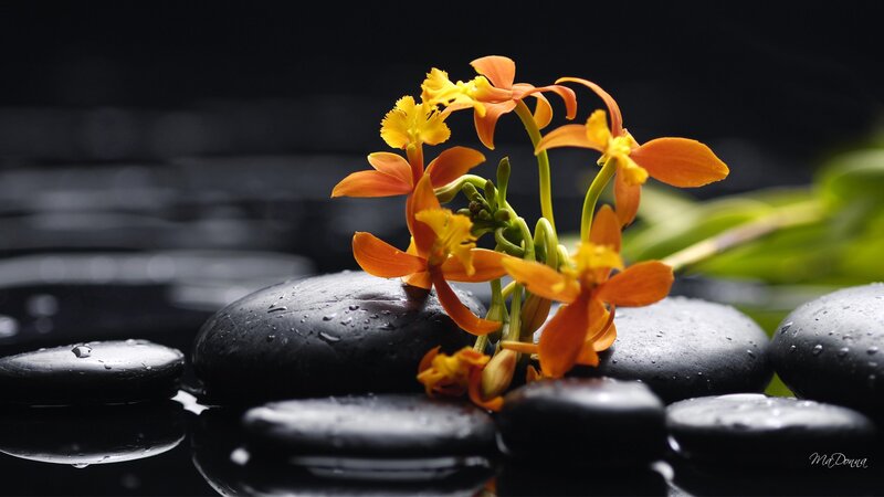 Orange Orchid Flowers — Serene