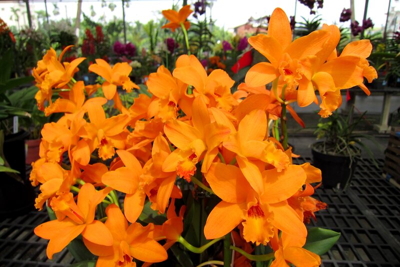 Orange Orchid Flowers — Vibrant, Afternoon