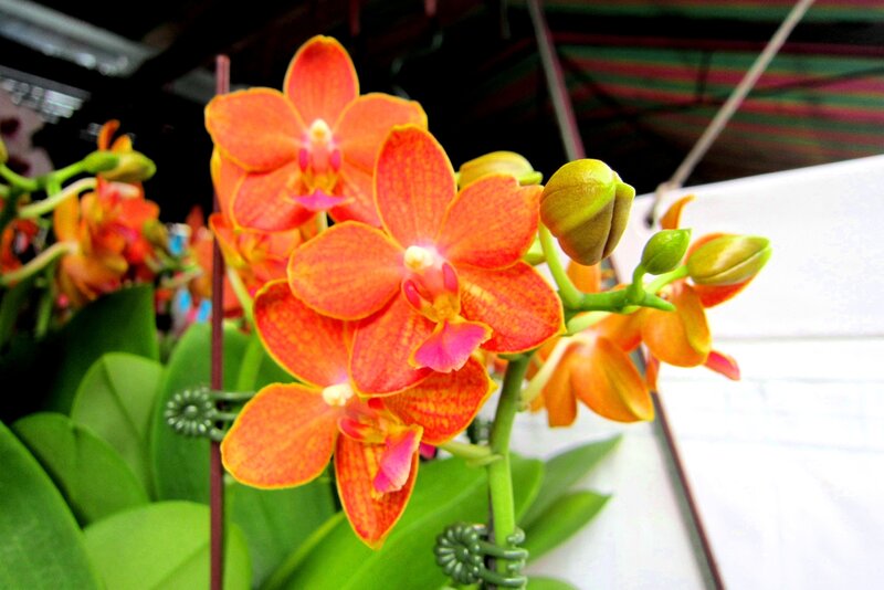 Orange Orchid Flowers — Vibrant, Photograph, Buds