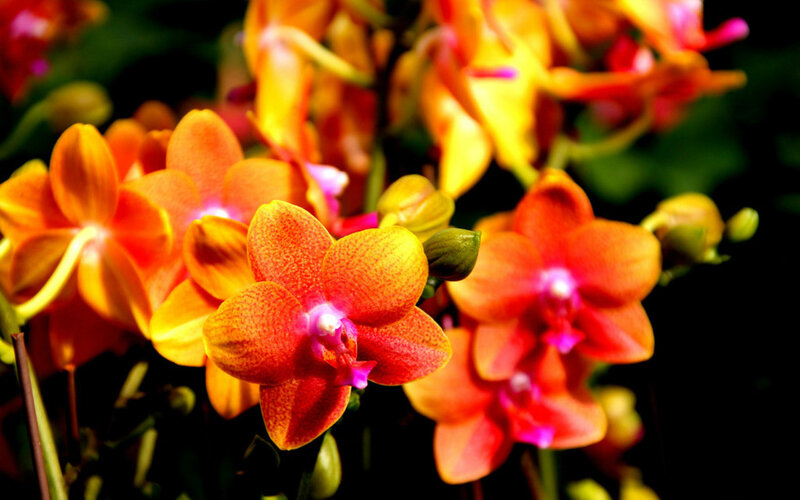 Orange Orchid Flowers — Vibrant, Photograph, Green Leaves