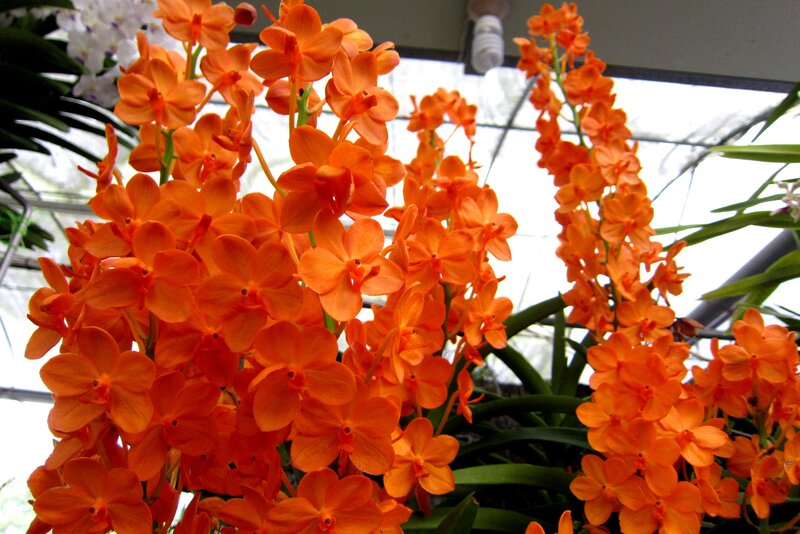 Orange Orchid Flowers — Vibrant, Photograph