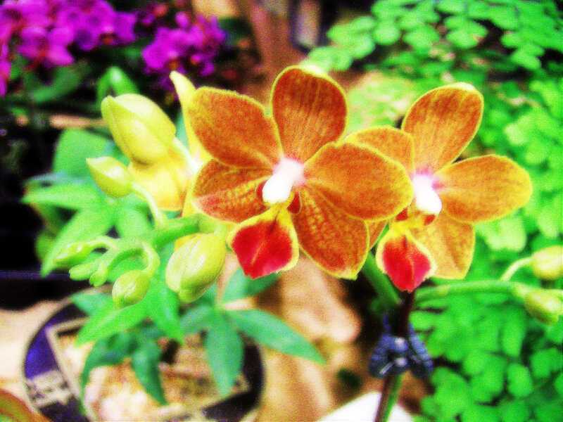 Orange Orchid Flowers — Vibrant