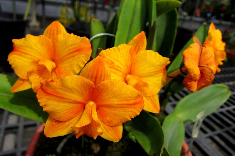 Orange Orchid Flowers — Yellow