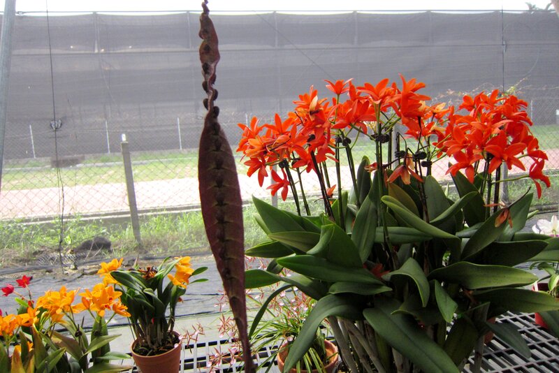 Orange Orchids in Greenhouse