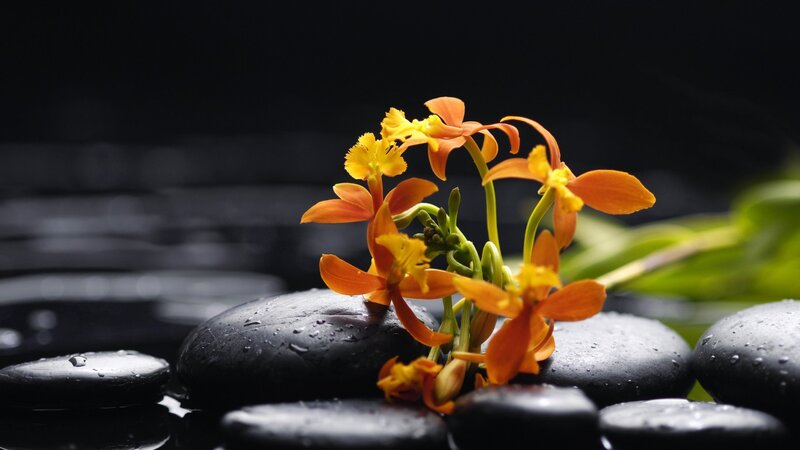 Orange Orchids on Stones