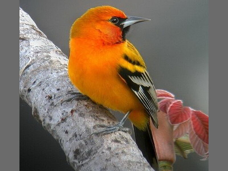 Orange Oriole Bird — Calm
