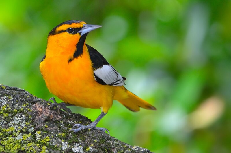 Orange Oriole Bird
