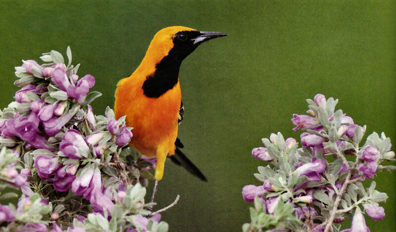 Orange Oriole on Flowers