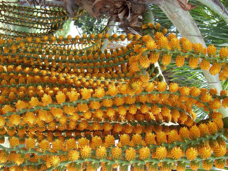 Orange Palm Flowers
