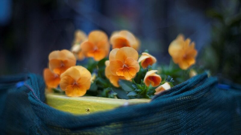 Orange pansies in a green pot