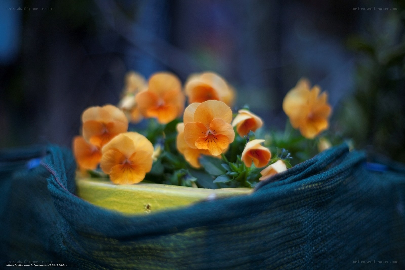 Orange pansies in a pot