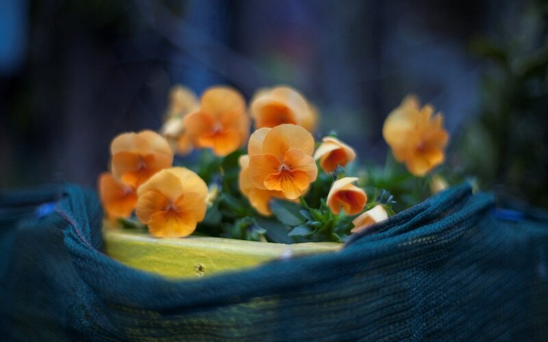 Orange Pansies in Basket — Calm