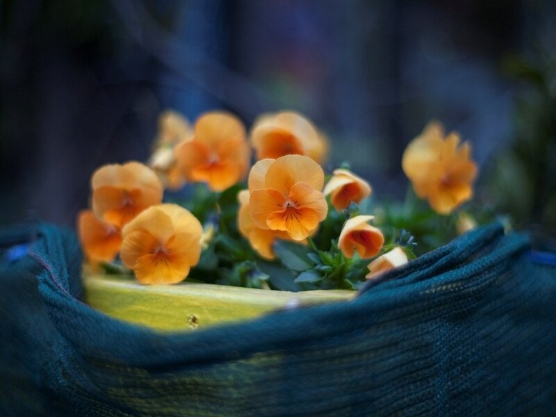 Orange Pansies in Basket — Serene