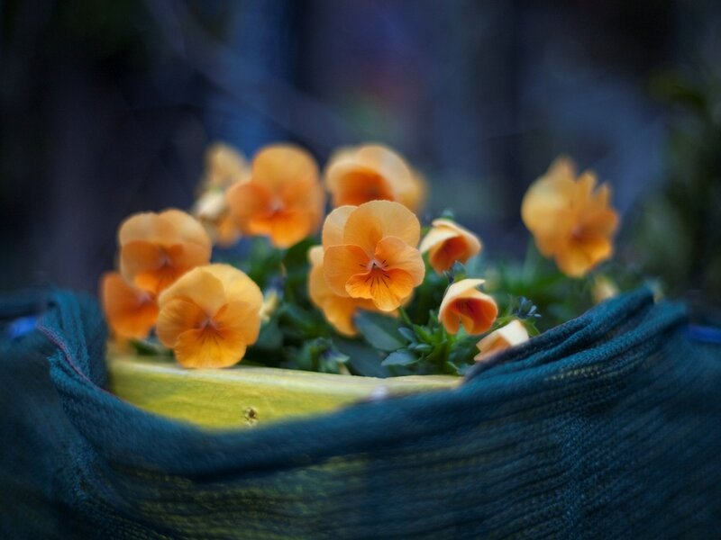 Orange Pansies in Basket