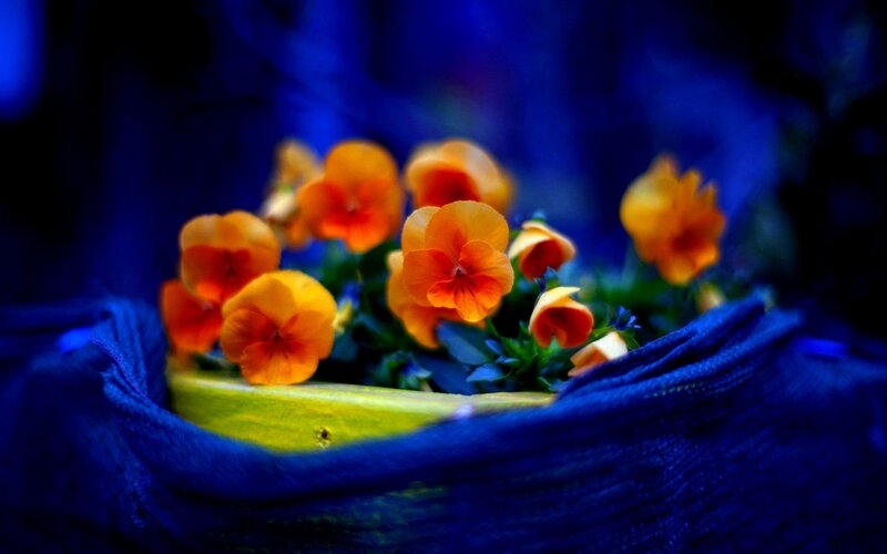 Orange Pansies in Bowl