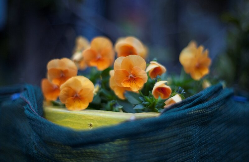 Orange Pansies in Pot — Calm, Photograph, Flowers