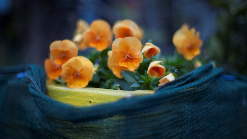 Orange Pansies in Pot — Calm, Photograph