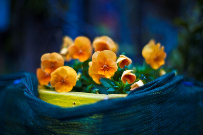 Orange Pansies in Pot — Calm