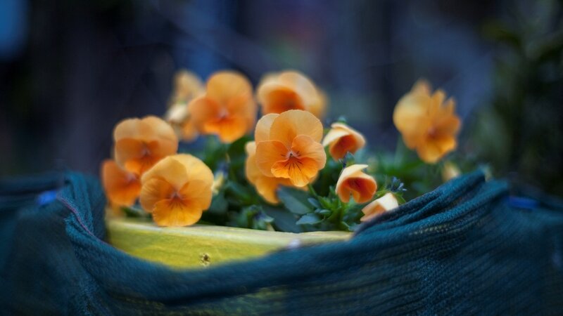 Orange Pansies in Pot