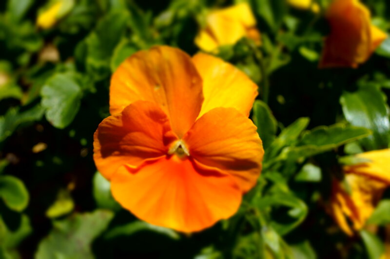 Orange Pansy Flower — Bright, Afternoon