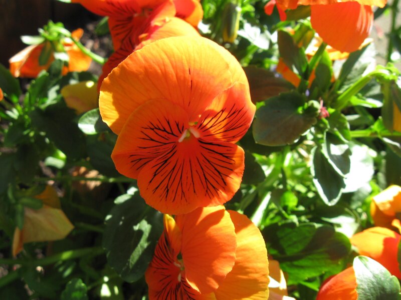 Orange Pansy Flower — Bright