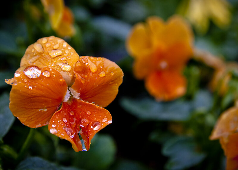 Orange Pansy Flower