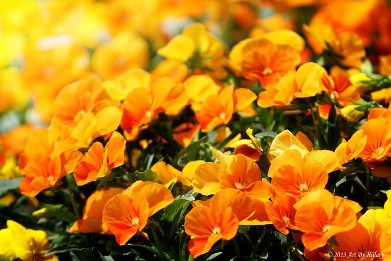 Orange Pansy Flowers — Bright