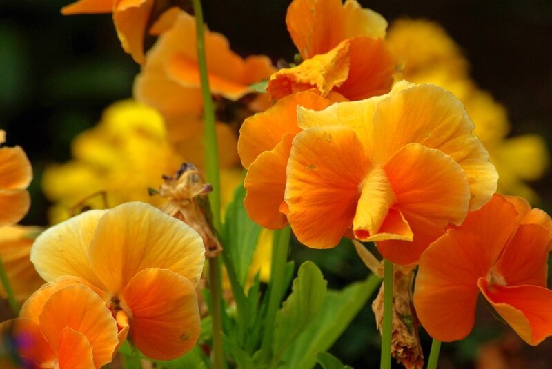 Orange Pansy Flowers — Calm