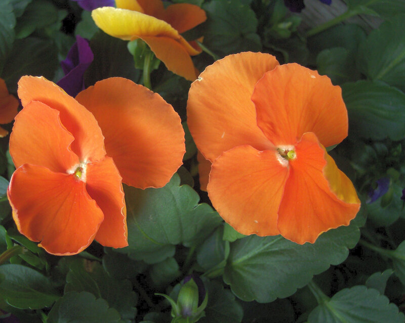Orange Pansy Flowers